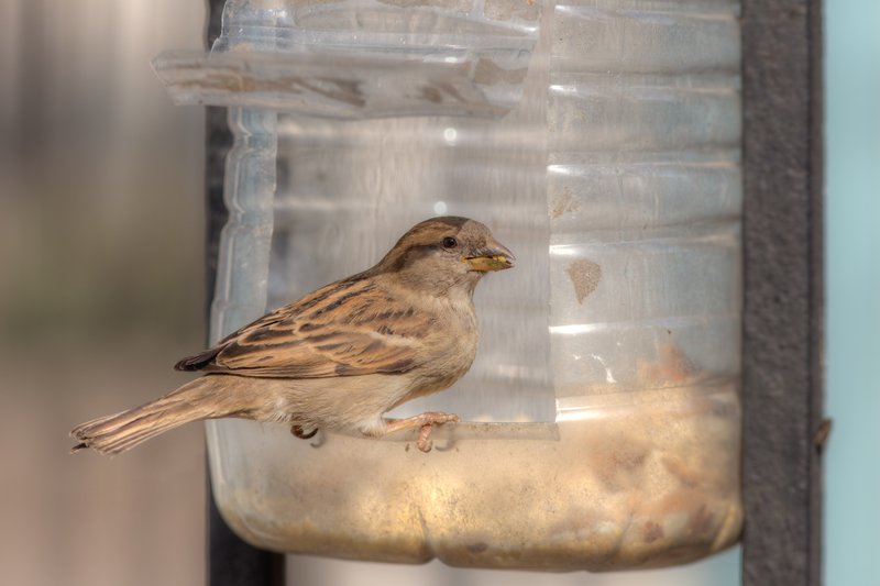 waste disposal house